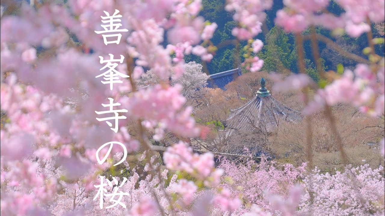 桜と風景の日本画・長命寺之境内 File:御室桜に浮かぶ仁和寺五重塔.JPG - Wikimedia Commons