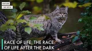 Download Lagu Race of Life: The Race of Life After the Dark MP3