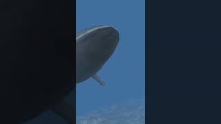 صوت الحوت الأزرق رعب x رعب Blue whale voice