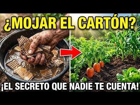 Boil cardboard and put it in your garden! The result will leave you speechless