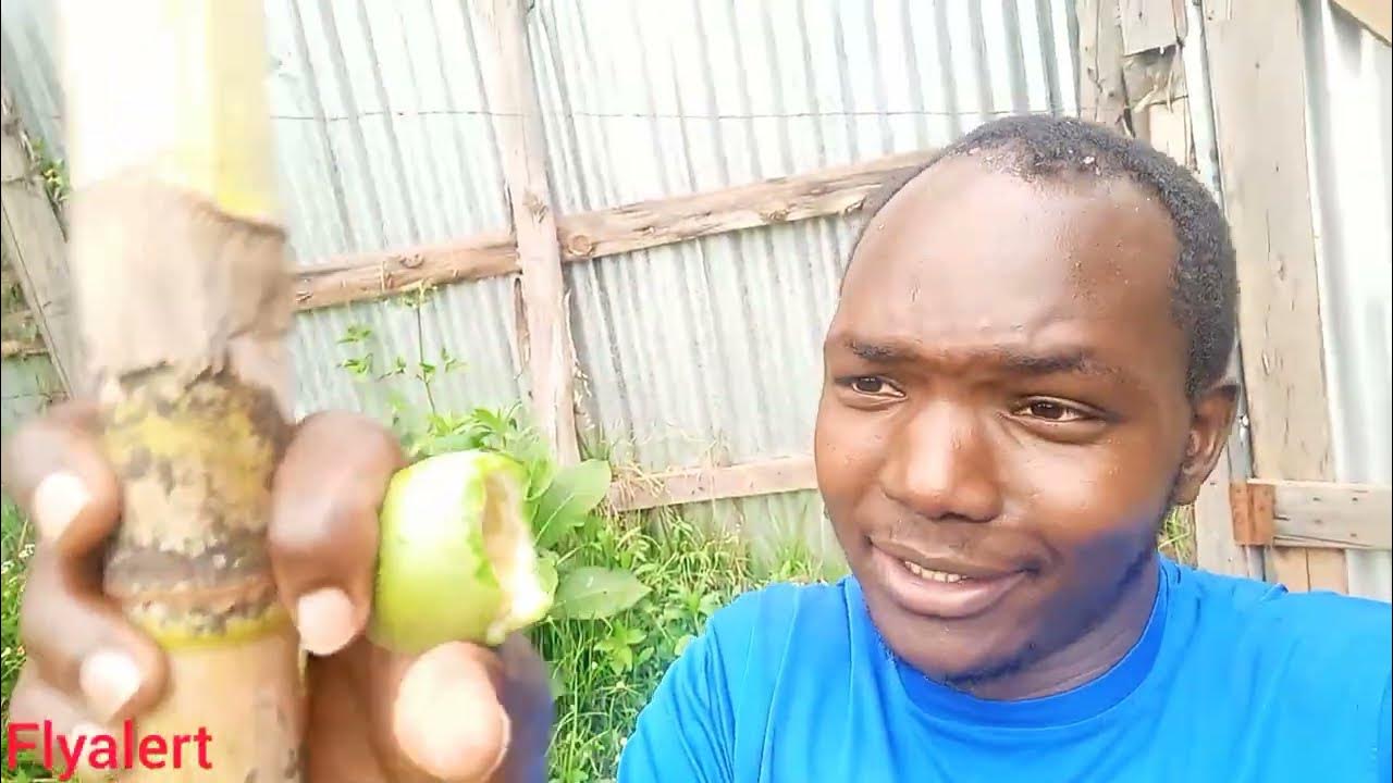 hey look how we eat sugar cane naturally from Africa!!! YouTube