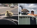 Man Who Rescued A Gosling From Drowning 2 Yrs Ago, Can’t Get Rid Of Her Because She Won’t Leave Him