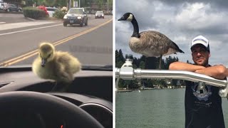 Man Who Rescued A Gosling From Drowning 2 Yrs Ago, Can’t Get Rid Of Her Because She Won’t Leave Him by videoinspirational 1,415 views 2 years ago 2 minutes, 22 seconds