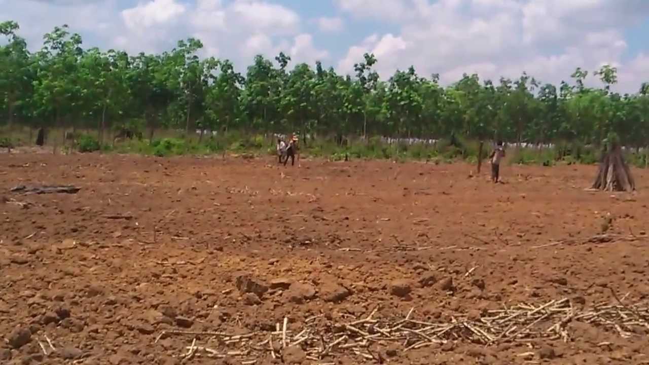 Agriculture land in Siem Reap Cambodia near Kolen mountain YouTube