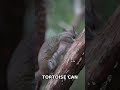 Aldabra Tortoises Survive 3 Years Without Water, Real Fact!