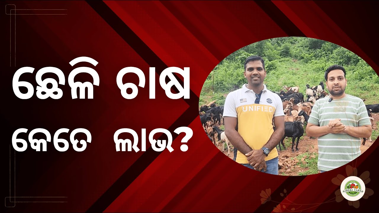 ଛେଳି ଚାଷ କେତେ ଲାଭ? || Goat Farming || Mishra Farms