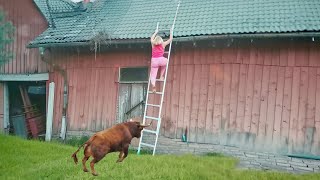 retrospectiva 2024  Vdeos Mais Engraados De Maio  Tente No Rir 