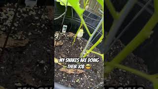 Trying to survive the heat 🥵 #greenthumb #gardening #veggiegarden #growyourownfood #garden #plants