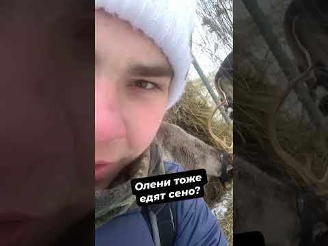 Видео: Едят ли олени сено?