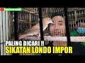 READY STOCK Sikatan Londo/Common Nightingale, Murai Batu Blorok, Cucak Ijo, DLL Kios Edie Jovanis