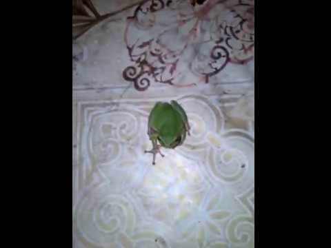 Hyla arborea (Квакша обыкновенная/древесница). Прыжки.