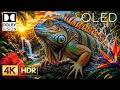 Dolby Vision 16K HDR 120fps | BEST Nature Animals Scenery (8K/4K Video ULTRA HD TV)