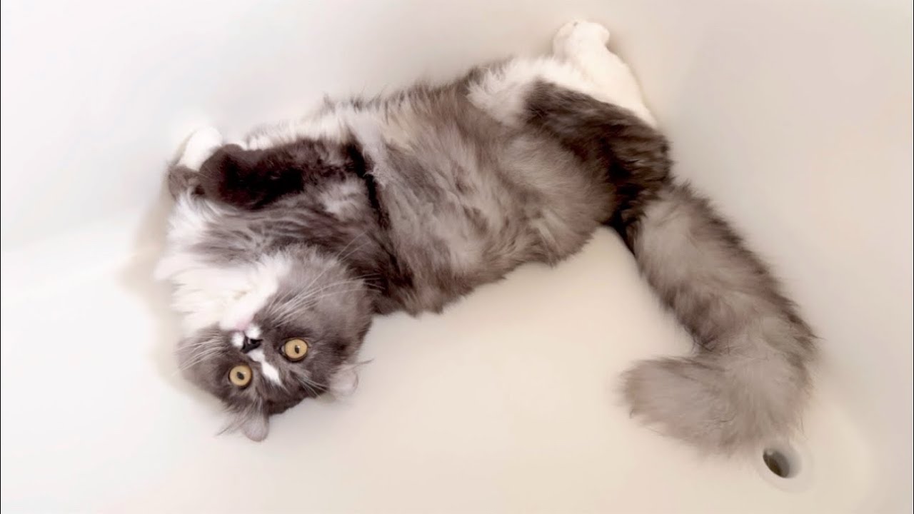 猫だけど、お風呂場の浴槽が大好き！