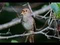 Burung Master Sikatan Londo Nightingale Mp3 - Mp4 Download