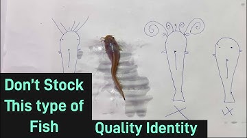 Koop deze vis niet bij welke leverancier dan ook