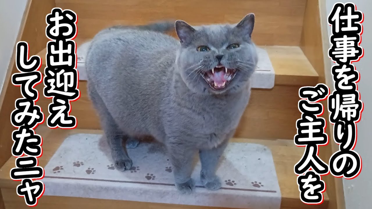 【ブリティッシュショートヘア】仕事帰りの飼い主をお出迎えして癒しにきた猫【保護猫】