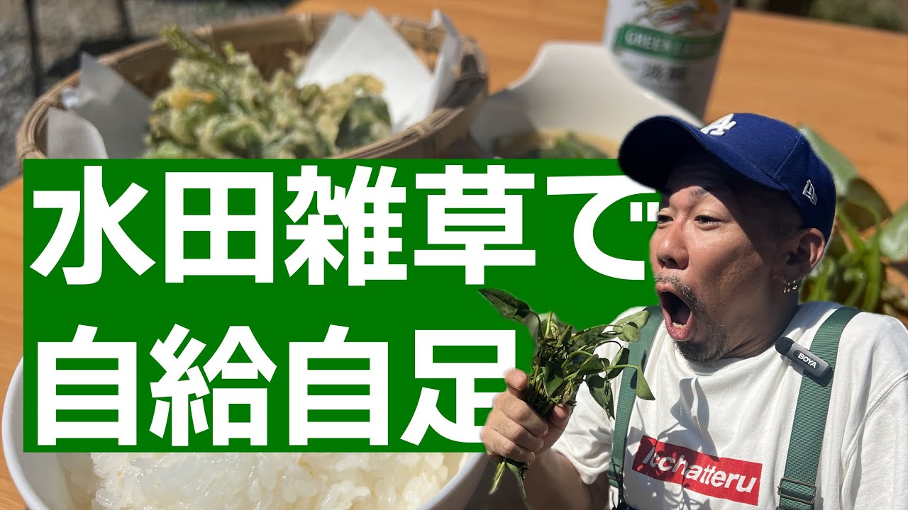 ビオトープの水田雑草で自給自足ランチ！青空キッチンでコナギ料理