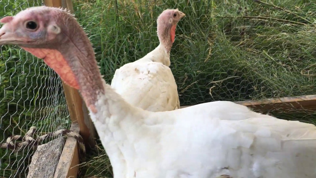 Turkeys on grass YouTube