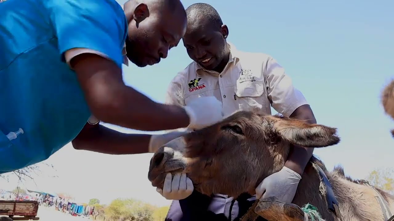 Gwanda South Constituency Donkey Clinic