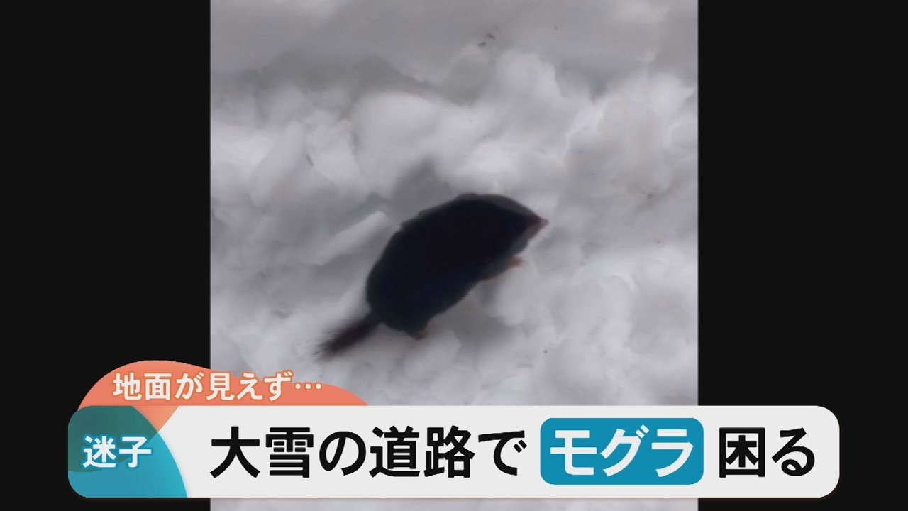 Lost? What appeared on the snowy roadside was a mole! It seems