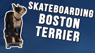 Boston Terrier Bella does Amazing Dog Tricks Including Skateboarding!