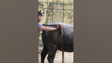 #pregnancy  diagnosis positive confirm #animalfacts #livestock