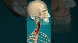 Longus Colli Muscle Action Vertebral Column Contra Lateral Rotation
