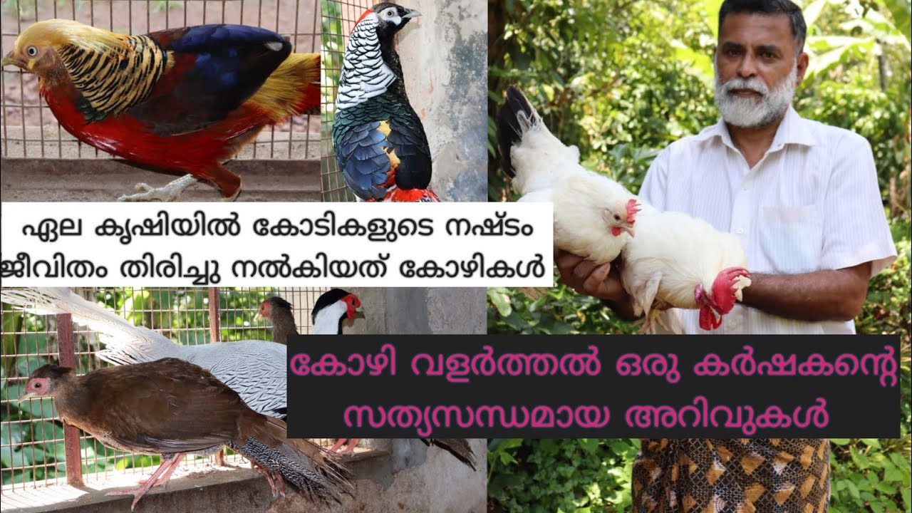 Poultry Farming കുര്യച്ചായന്റെ കിടിലൻ കോഴി ഫാംFancy HenFancy Chicken
