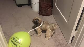 Dog running away from balloon