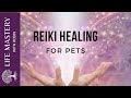 Reiki healing   healing dogs and cats with sound music
