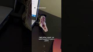 Celebrity Is my pet snake yawning or sick? Reptile Care Profile