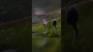 Phyllobates terriblis tadpoles having a snack #phyllobates #dartfrogs