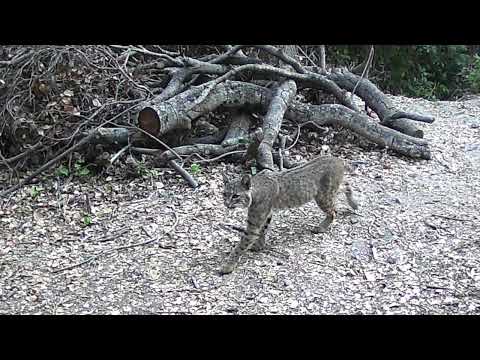 2025 Cima Linda Trailcams Summer 