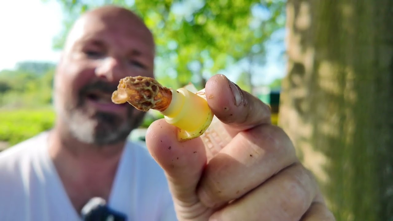 Koninginnen teelt deel 2