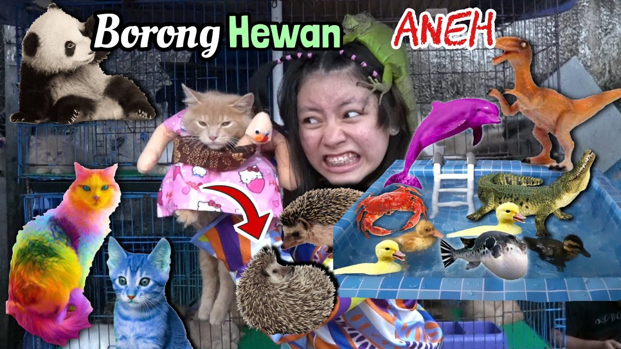 Borong Hewan Lucu, Bebek, Kucing Warna Warni, Landak, Bunglon ! Digigit ikan Perut Gendut