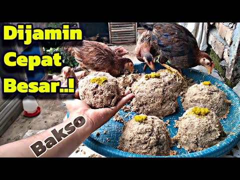 Free Range Chicken Ayam Kampung