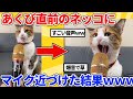 【2ch動物スレ】あくび直前のネッコにマイク近づけた結果wwwww