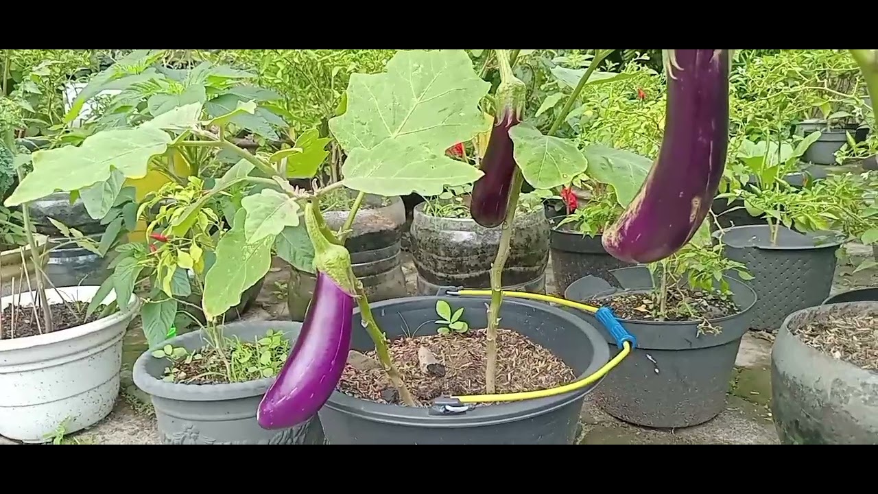 Update tanaman kebun depan Rumah, lanjut panen terong dan sawi..🍆🍆🥬