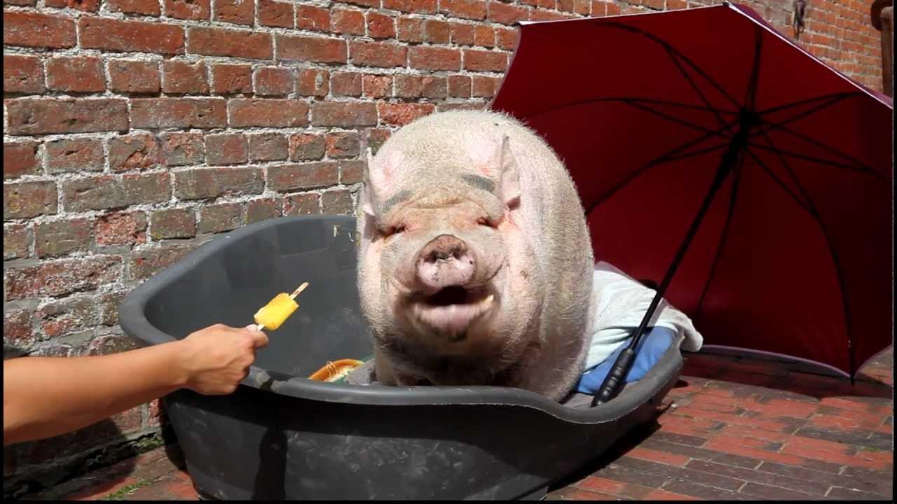 Крути свинью. Свинья взрослая. Крути свинью. Свинья ржет. Свинья.