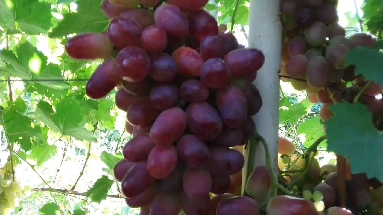 Виноград сорт минский. Сорт винограда - переяславская рада. переславская рада сорт винограда. рясков александр виноград. виноград днепровская рада.