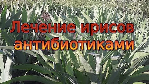 Борьба с бактериозом ирисов