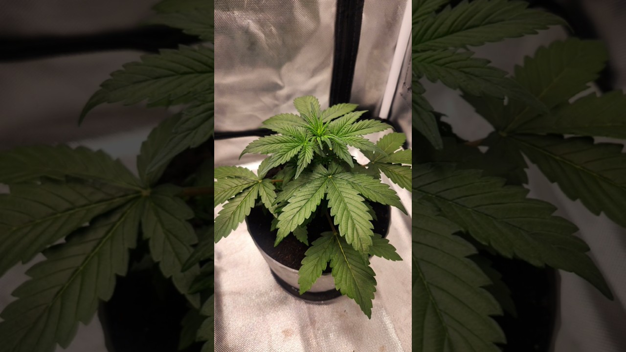 Crazy Crack (Auto) by Axiom Seed Bank! Week #3