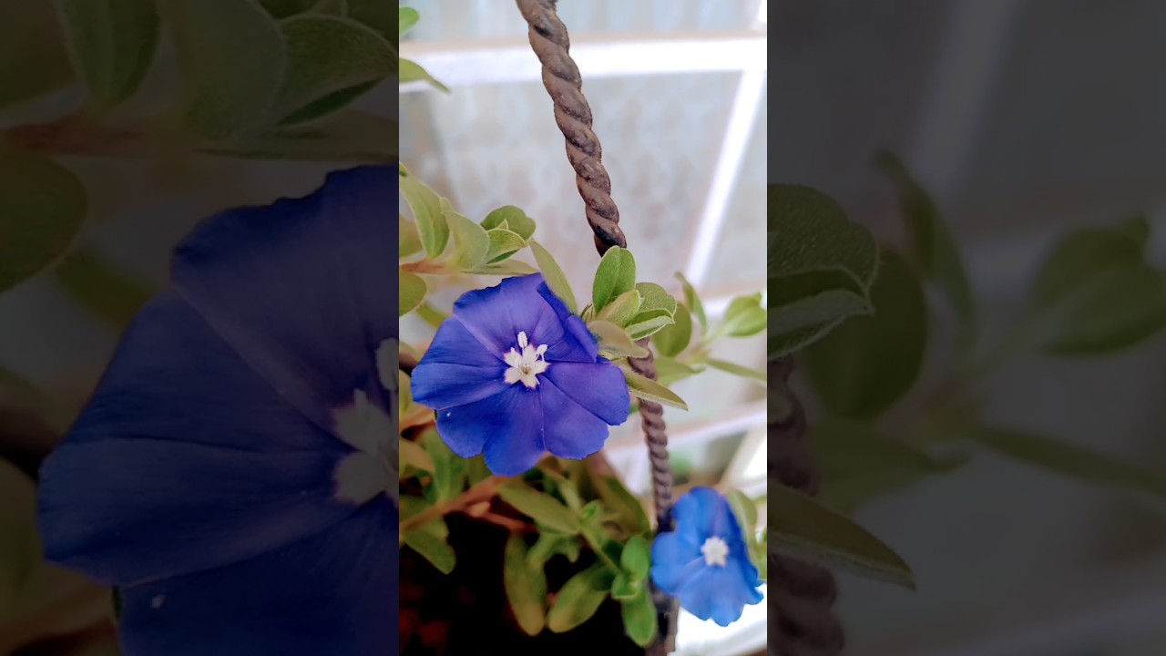 blue daze plant 