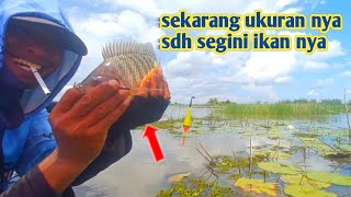 ternyata sdh pada besar ikan di sini