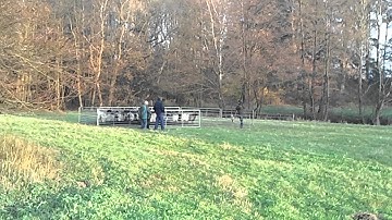 Hanke Herding working test Duitsland 12 November 2011