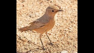 Masteran Jernih Unik Burung Afrika  Chat Flycatcher Melaenornis infuscatus seimundi
