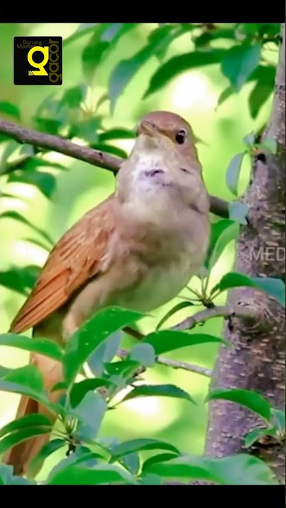 Sikatan Londo || Full variasi suara alam #kicaualam #sikatanlondo #nightingale