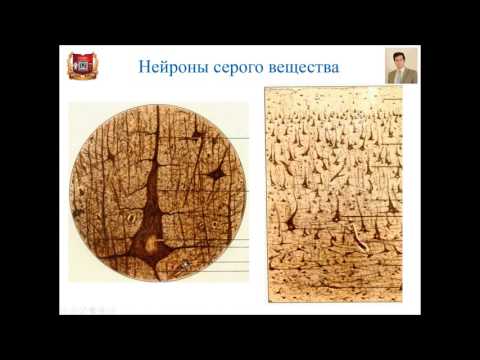 Лекция № 9.  Центральная нервная система. Лекция по гистологии.