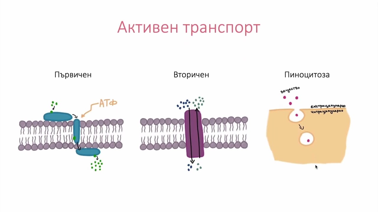 Преминаване през клетъчната мембрана (3:32)┃teoriyata.com