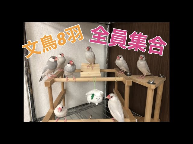 シルバー文鳥】我が家の文鳥勢揃い‼︎ All java sparrows appear - YouTube